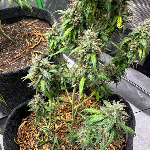 Original Cinderella  growlog timeline photo