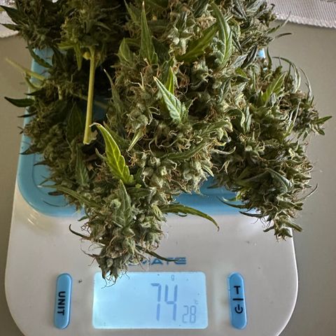 Original Cinderella  growlog timeline photo
