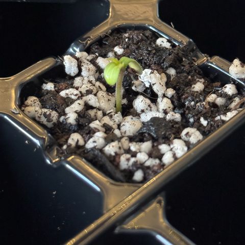 Super Skunk growlog timeline photo
