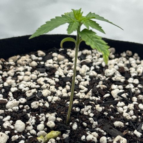 Super Skunk growlog timeline photo