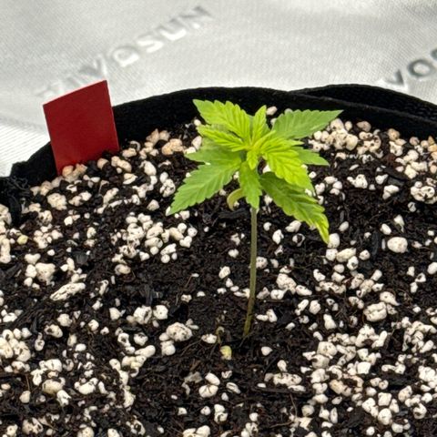 Super Skunk growlog timeline photo