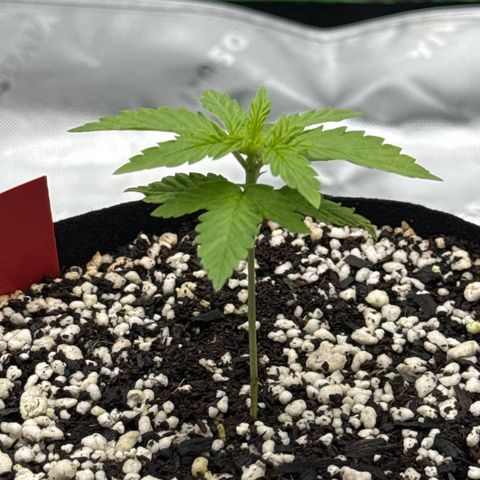 Super Skunk growlog timeline photo
