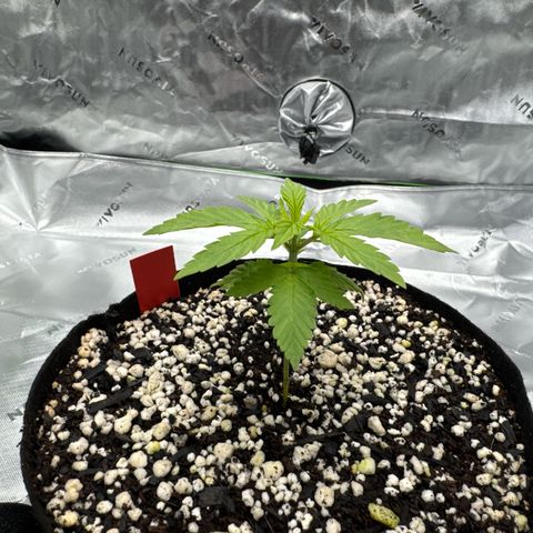 Super Skunk growlog timeline photo