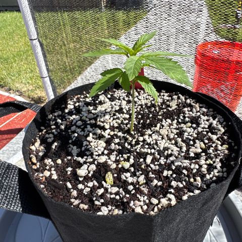 Super Skunk growlog timeline photo