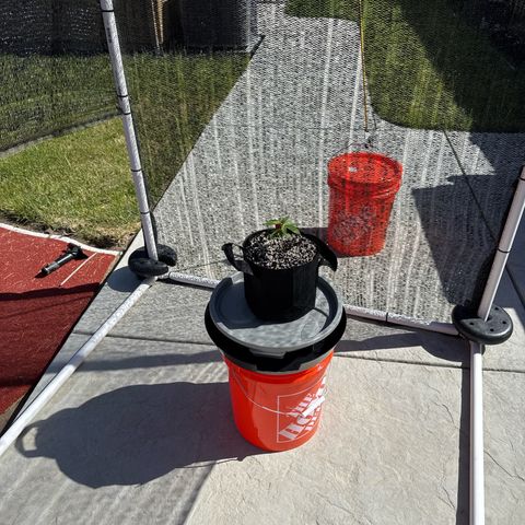 Super Skunk growlog timeline photo