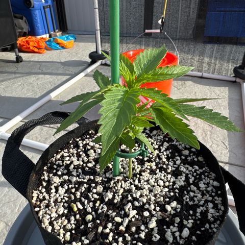 Super Skunk growlog timeline photo
