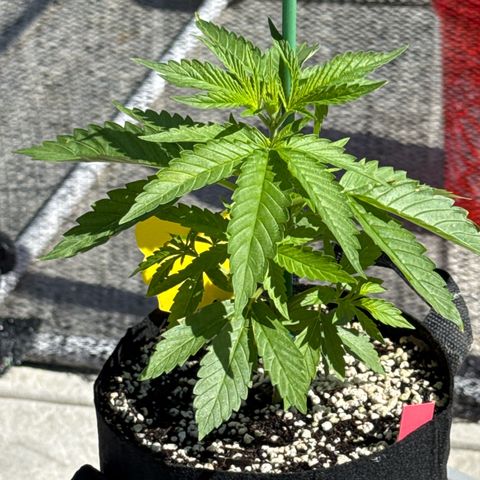 Super Skunk growlog timeline photo