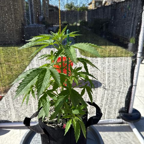 Super Skunk growlog timeline photo