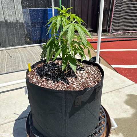 Super Skunk growlog timeline photo