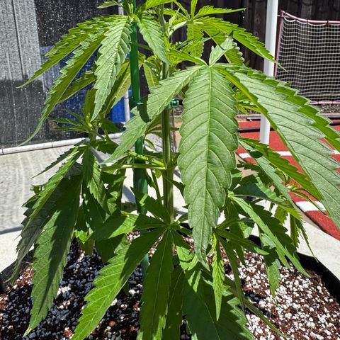 Super Skunk growlog timeline photo