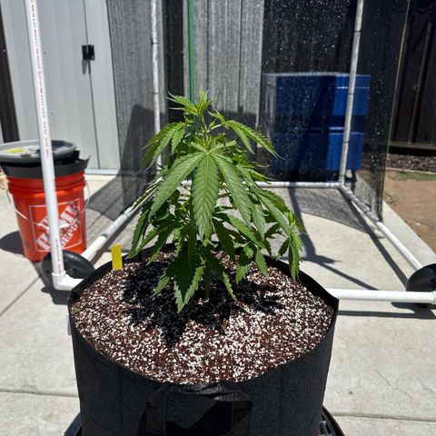 Super Skunk growlog timeline photo