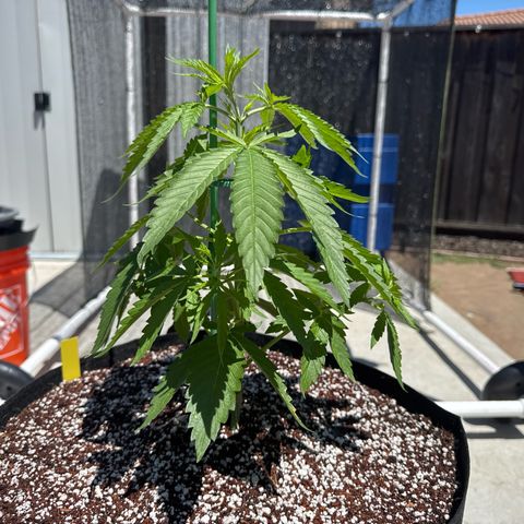 Super Skunk growlog timeline photo