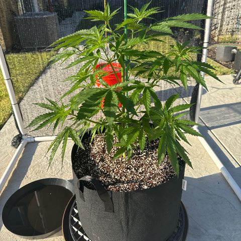 Super Skunk growlog timeline photo