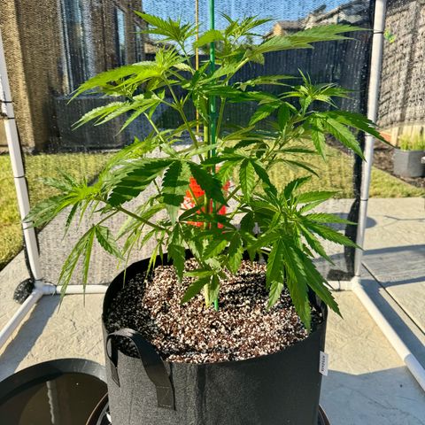 Super Skunk growlog timeline photo