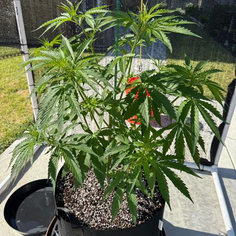 Super Skunk growlog timeline photo