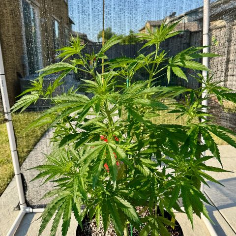 Super Skunk growlog timeline photo