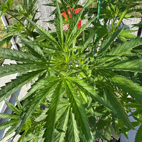 Super Skunk growlog timeline photo