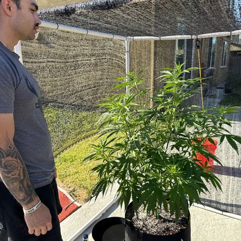 Super Skunk growlog timeline photo