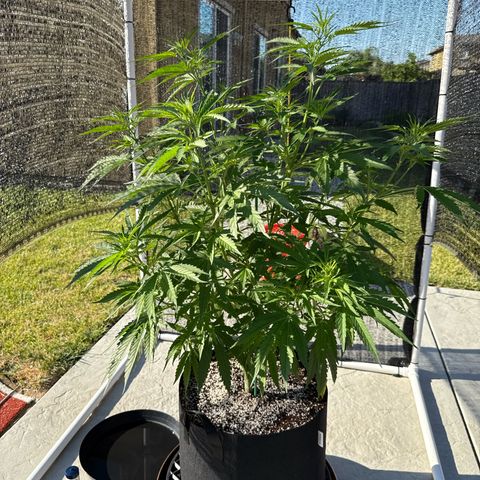 Super Skunk growlog timeline photo