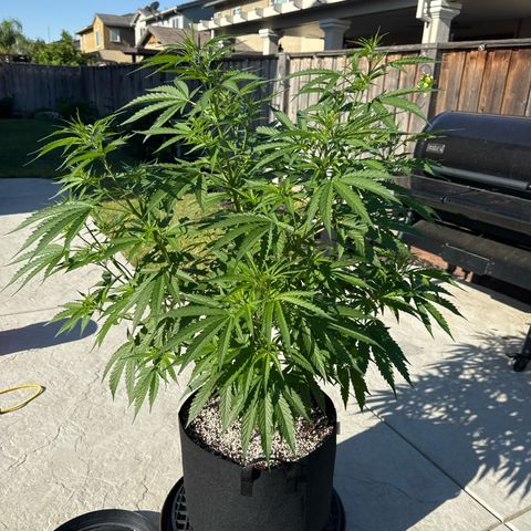 Super Skunk growlog timeline photo