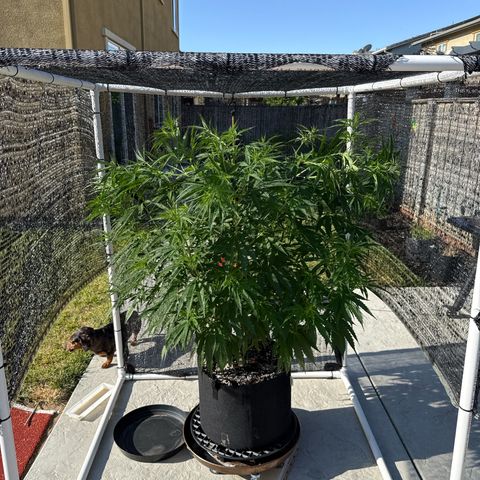 Super Skunk growlog photo: Used clips to bend, getting too tall for net