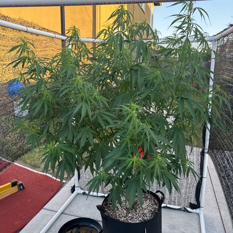 Super Skunk growlog timeline photo