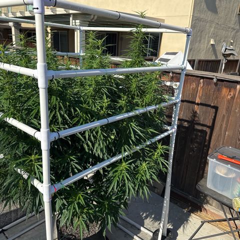 Super Skunk growlog timeline photo