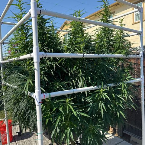 Super Skunk growlog timeline photo
