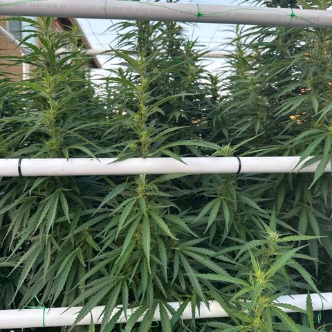 Super Skunk growlog timeline photo