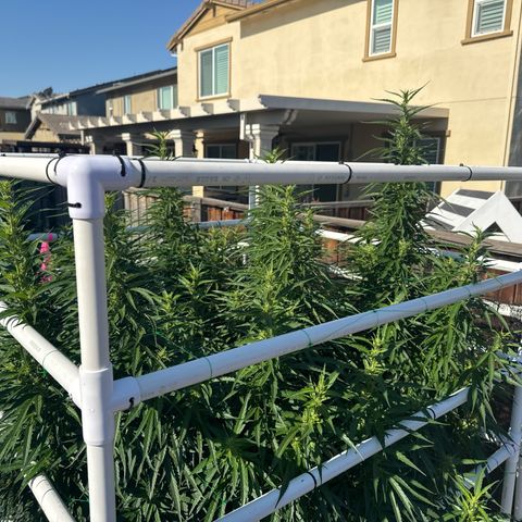 Super Skunk growlog timeline photo