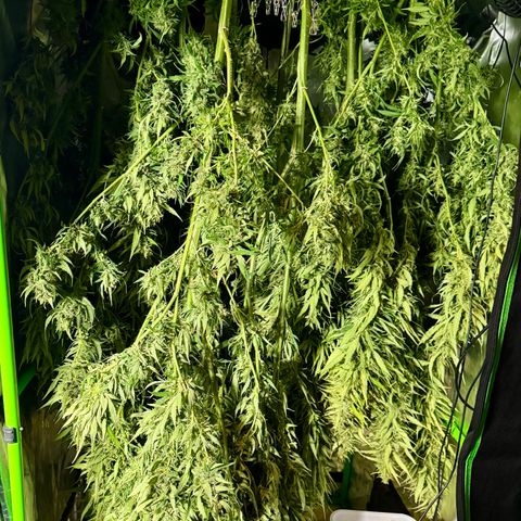 Super Skunk growlog timeline photo