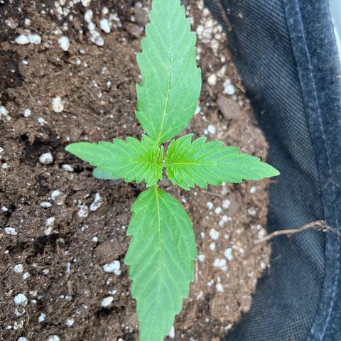 Orion F1 growlog timeline photo