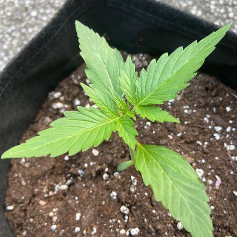 Orion F1 growlog timeline photo