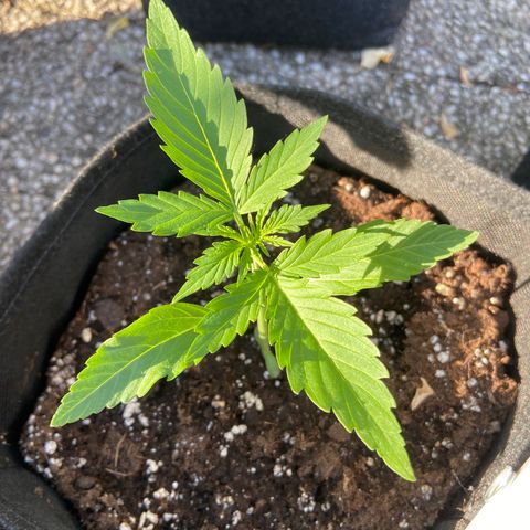 Orion F1 growlog timeline photo