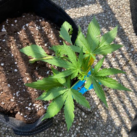 Orion F1 growlog timeline photo