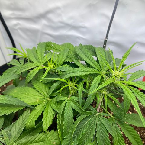 Orion F1 growlog timeline photo