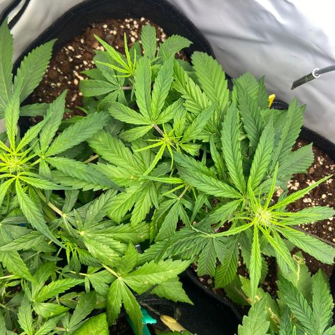 Orion F1 growlog timeline photo