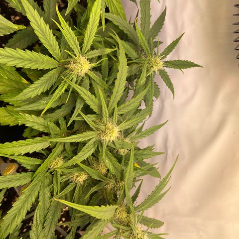 Orion F1 growlog timeline photo