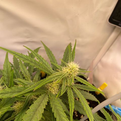 Orion F1 growlog timeline photo