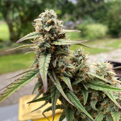 Orion F1 growlog timeline photo