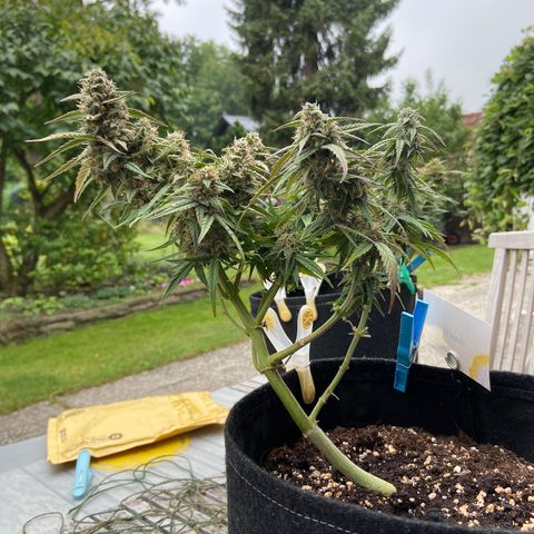 Orion F1 growlog timeline photo