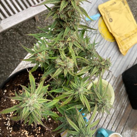 Orion F1 growlog timeline photo