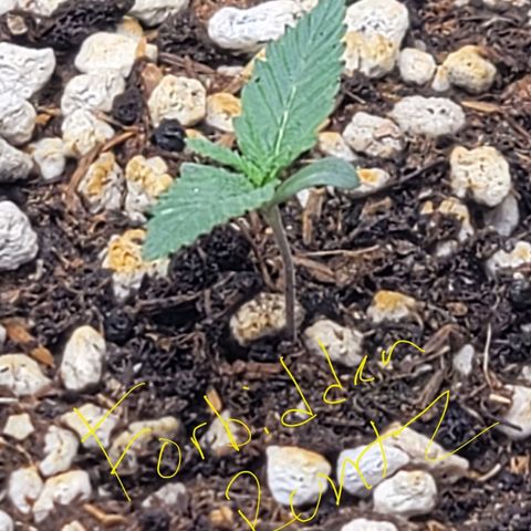 Forbidden Runtz auto growlog timeline photo
