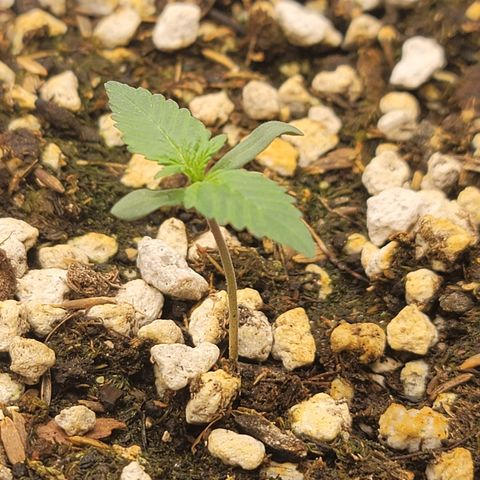 Bruce Banner Auto growlog timeline photo