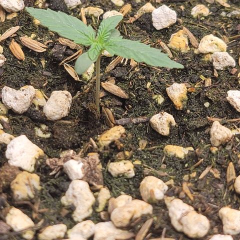 Mango Isle growlog timeline photo