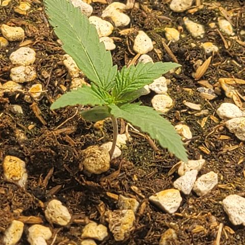 Forbidden Runtz auto growlog timeline photo