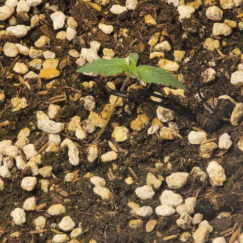 Bruce Banner Auto growlog timeline photo