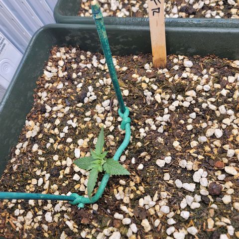 Forbidden Runtz auto growlog timeline photo