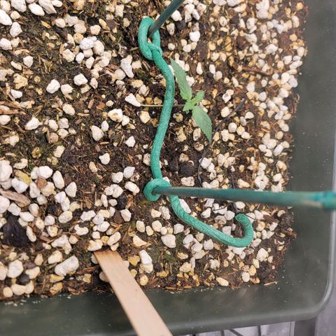Bruce Banner Auto growlog timeline photo