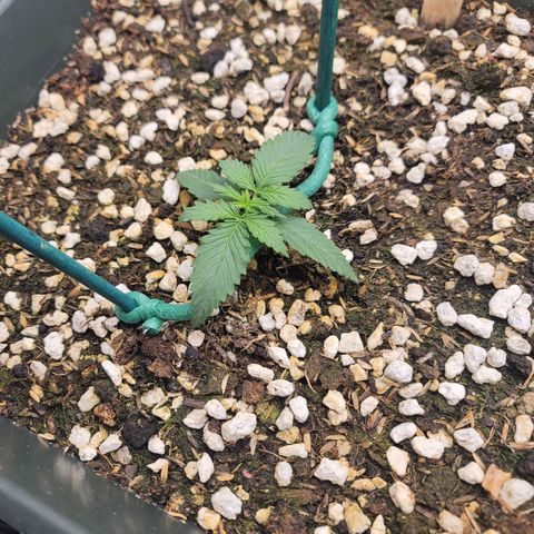 Forbidden Runtz auto growlog timeline photo